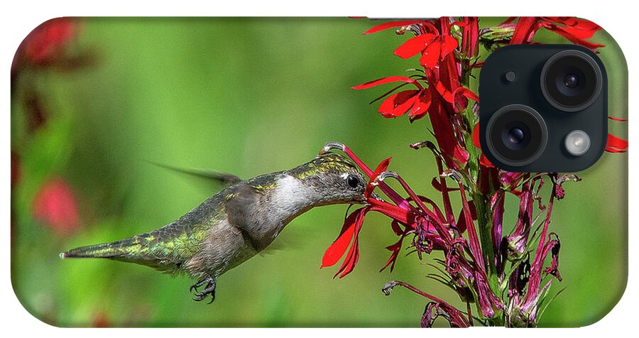 Nature iPhone Case featuring the photograph Female Ruby-throated Hummingbird DSB0324 by Gerry Gantt