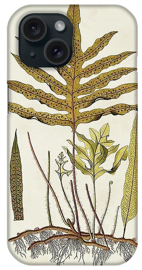 Botanical & Floral+ferns+botanical Study iPhone Case featuring the painting Fern Botanical I by Vision Studio