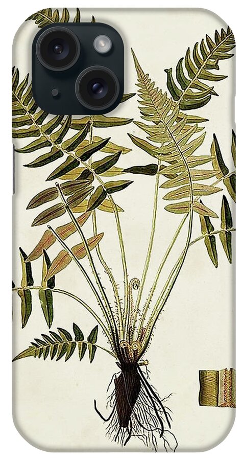 Botanical & Floral+ferns+botanical Study iPhone Case featuring the painting Fern Botanical Iv by Vision Studio