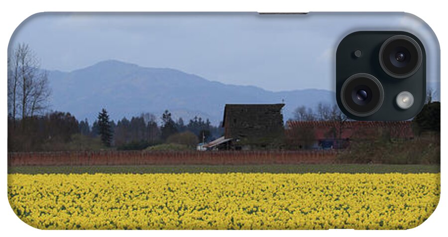Pano iPhone Case featuring the photograph Fields of Daffodils by Briand Sanderson