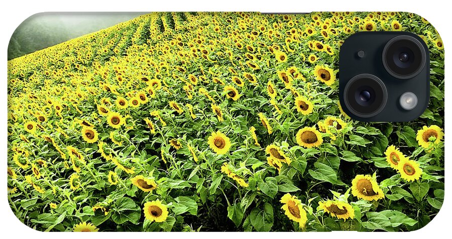 Sunflowers iPhone Case featuring the photograph Fields of Yellow by Shane Kelly