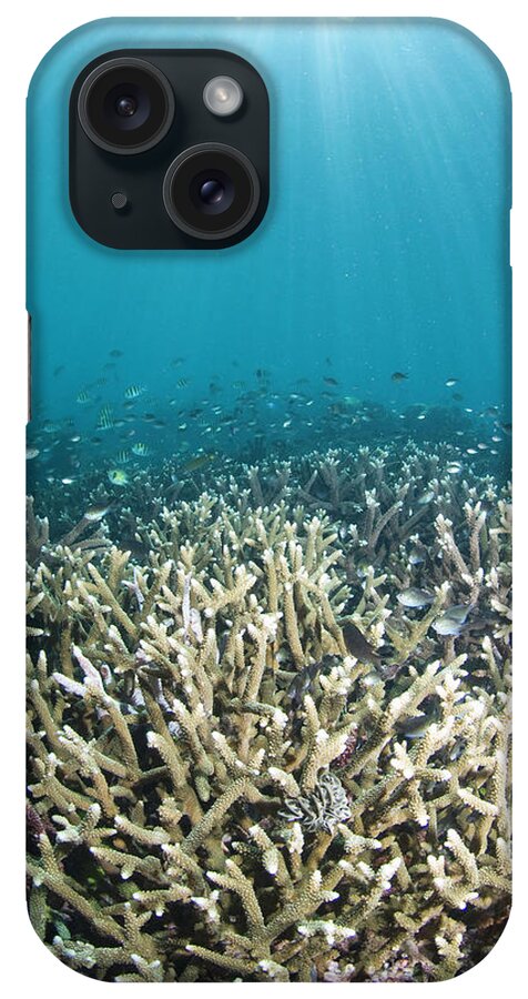 Underwater iPhone Case featuring the photograph Fish Swimming Over Dead Reef by Darryl Leniuk