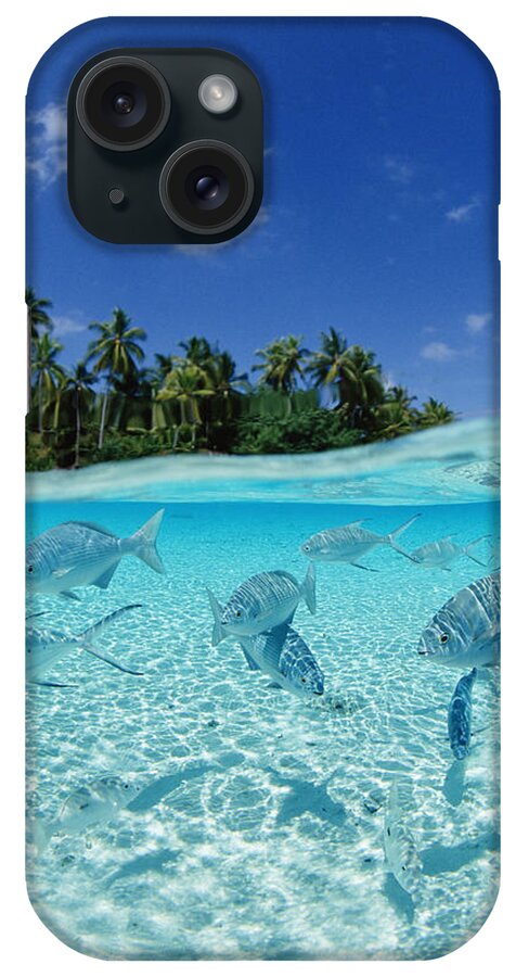Food And Drink iPhone Case featuring the photograph Fishes In The Sea by Imagenavi