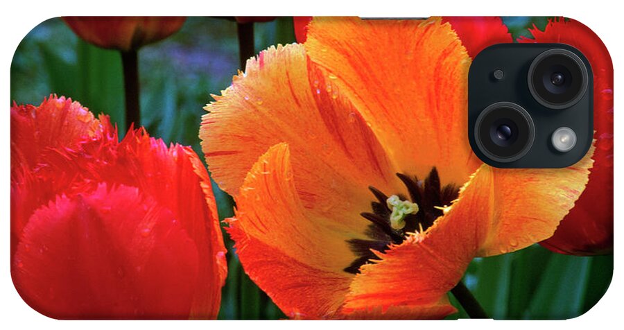 Orange Color iPhone Case featuring the photograph Flaming Parrot Tulips In Bloom by Charles Benes