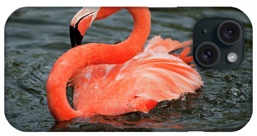 Animal Themes iPhone Case featuring the photograph Flamingo In Lake by Laura Ciapponi