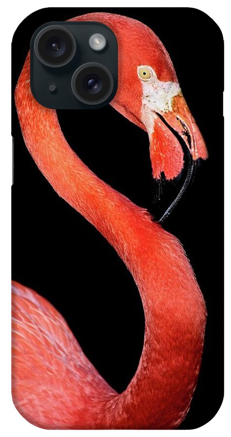 Flamingo iPhone Case featuring the photograph Flamingo Portrait by Steve DaPonte