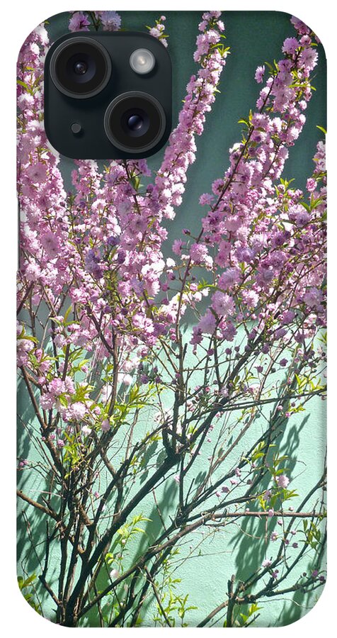 Garden iPhone Case featuring the photograph Flowering Almond by Ellen Paull