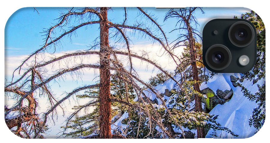 Palm Springs Aerial Tram_ Forest In The Sky iPhone Case featuring the photograph Forest in the Sky by Sandra Selle Rodriguez