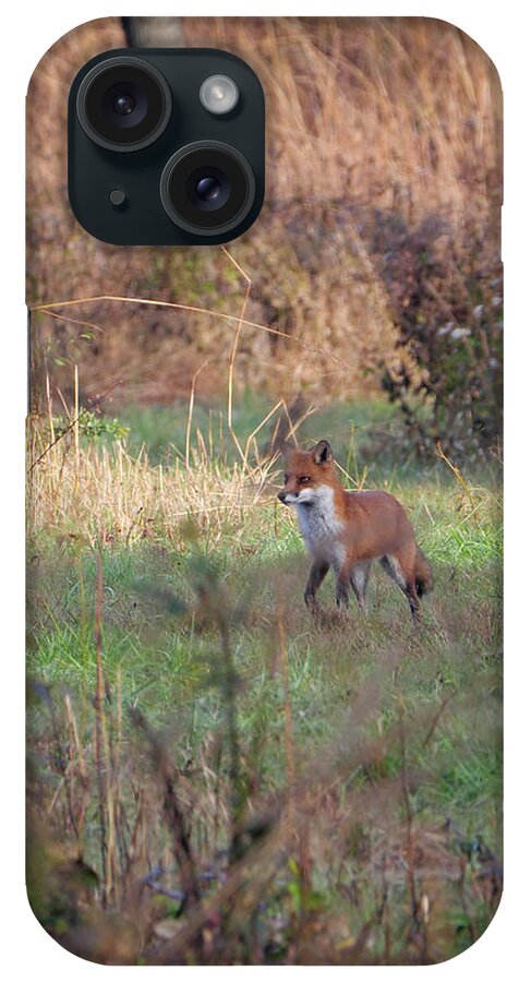 Animal iPhone Case featuring the photograph Fox in the wild by Paul Ross