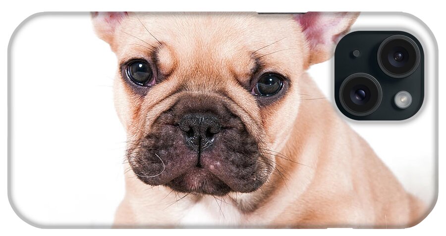 Pets iPhone Case featuring the photograph French Bulldog by Thor Hakonsen