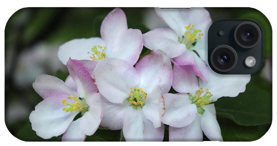 Apple Blossoms iPhone Case featuring the photograph Full Bloom Apple Blossoms by David T Wilkinson