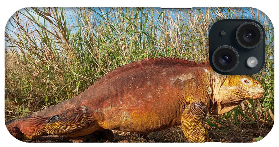 Animals iPhone Case featuring the photograph Galapagos Land Iguana On The Move by Tui De Roy