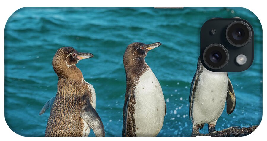 Animal iPhone Case featuring the photograph Galapagos Penguin Trio by Tui De Roy