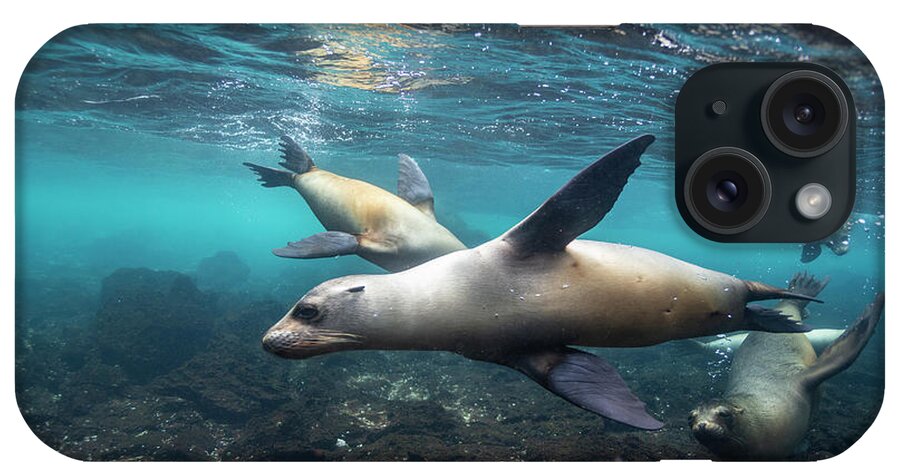 Suzi Eszterhas iPhone Case featuring the photograph Galapagos Sea Lions Swimming by Suzi Eszterhas