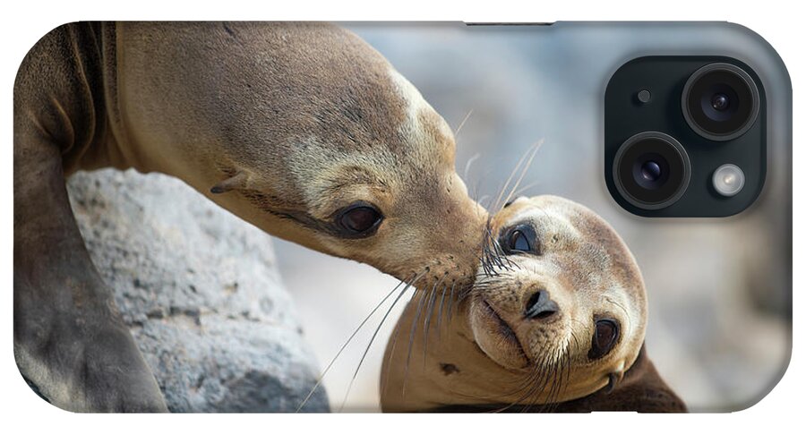 Animal iPhone Case featuring the photograph Galapagos Sealion Nuzzling Her Pup by Tui De Roy