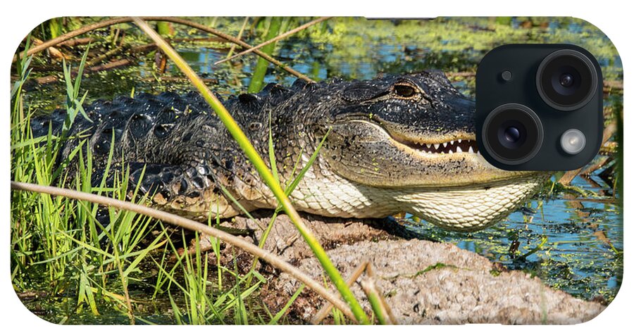 Gator Vw 17 1 iPhone Case featuring the photograph Gator Vw 17 1 by Robert Michaud