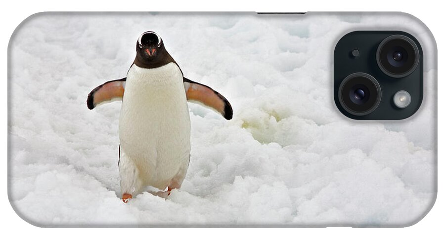 Snow iPhone Case featuring the photograph Gentoo Penguin by Richard Ianson