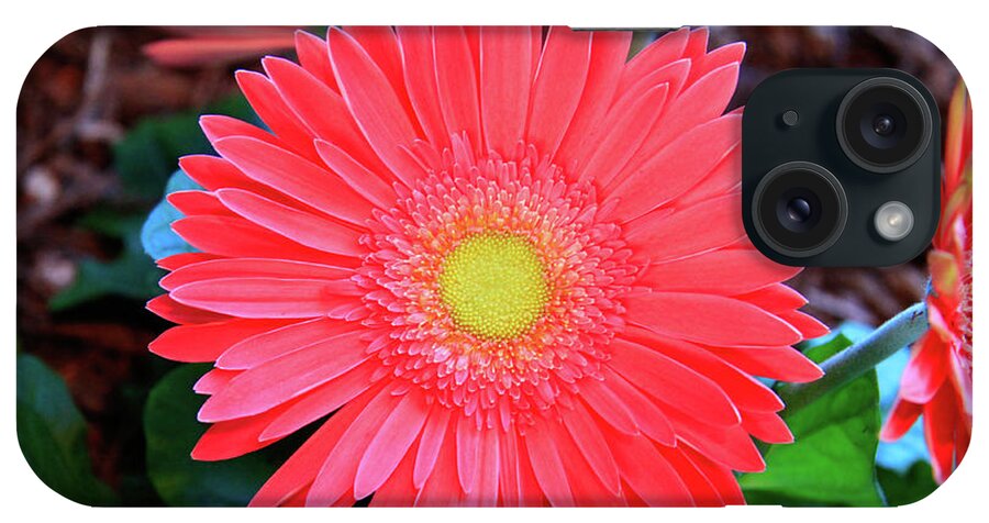 Coral Flower iPhone Case featuring the photograph Gerbera Daisy by Dawn Richards