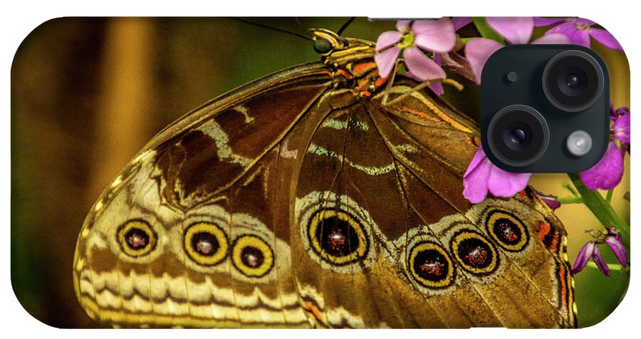 Butterfly Jungle iPhone Case featuring the photograph Giant Owl Butterfly by Donald Pash