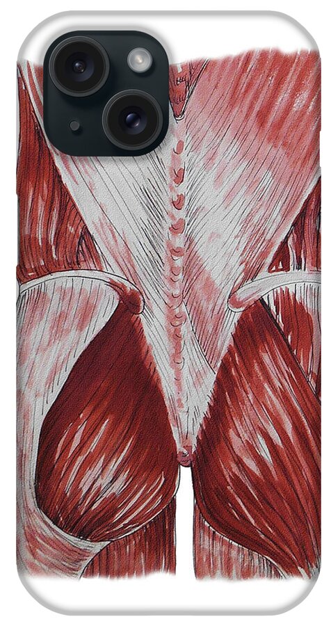 Gluteus iPhone Case featuring the painting Gluteus Maximus And Back Anatomy Study by Irina Sztukowski