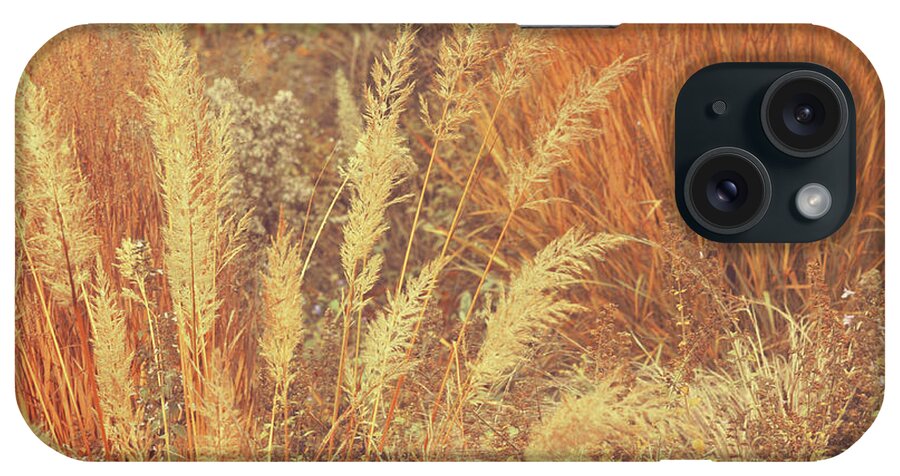 Jenny Rainbow Fine Art Photography iPhone Case featuring the photograph Golden Autumnal Poetry. Decorative Grass by Jenny Rainbow