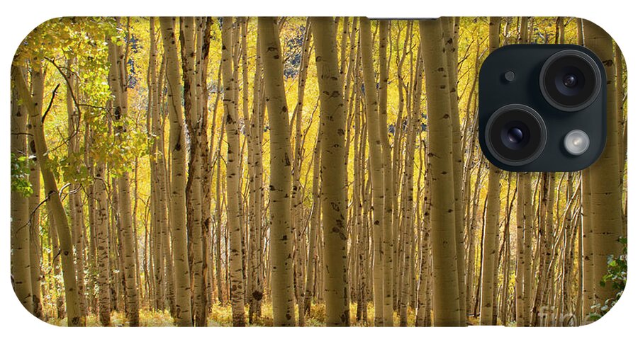 Aspen iPhone Case featuring the photograph Golden Forest by Julia McHugh