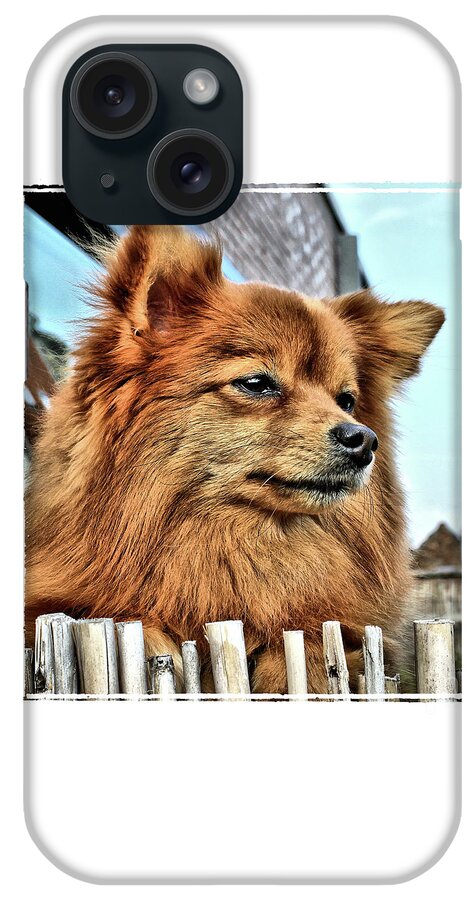Toy Dog iPhone Case featuring the photograph Golden Pomeranian dog by Heidi De Leeuw