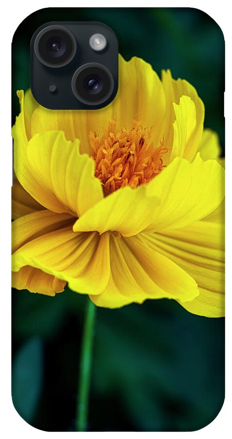 Bloom iPhone Case featuring the photograph Golden Poppy by Robert FERD Frank