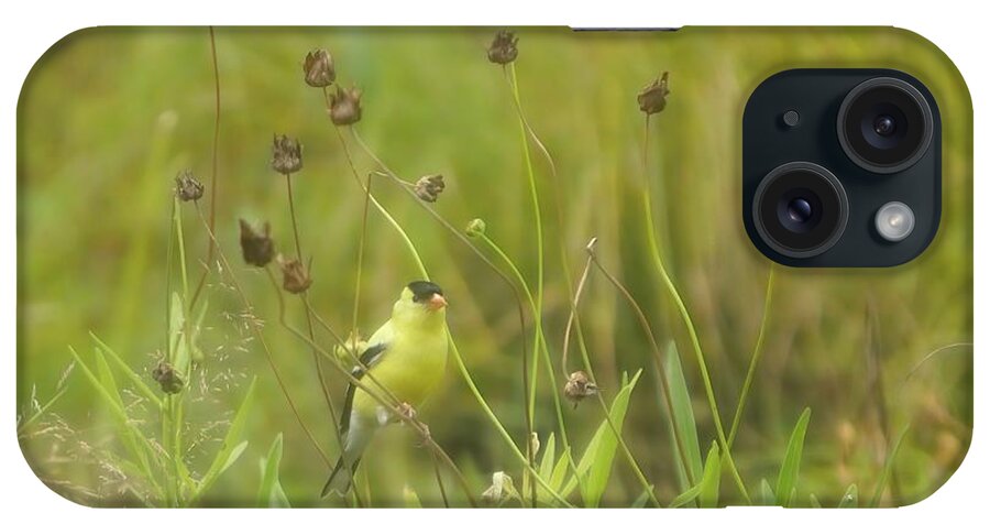 Spinus Tristis iPhone Case featuring the photograph Goldfinch in Summer by Jeff Folger