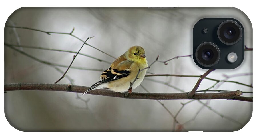 American Goldfinch iPhone Case featuring the photograph Goldfinch in Winter Looking at You by Karen Adams