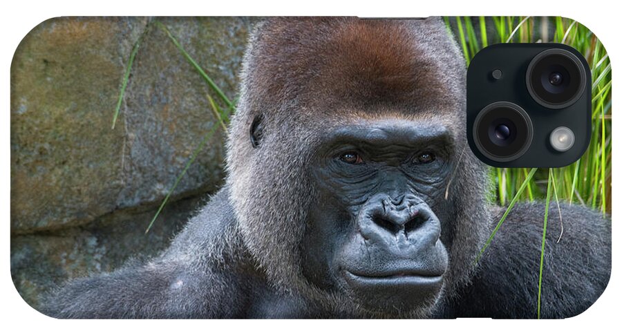 Gorilla Hz 17 7 iPhone Case featuring the photograph Gorilla Hz 17 7 by Robert Michaud