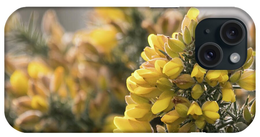 Wildlifephotograpy iPhone Case featuring the photograph Gorse by Wendy Cooper