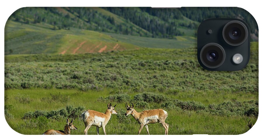 Wildlife iPhone Case featuring the photograph Gossiping antelope by Julieta Belmont