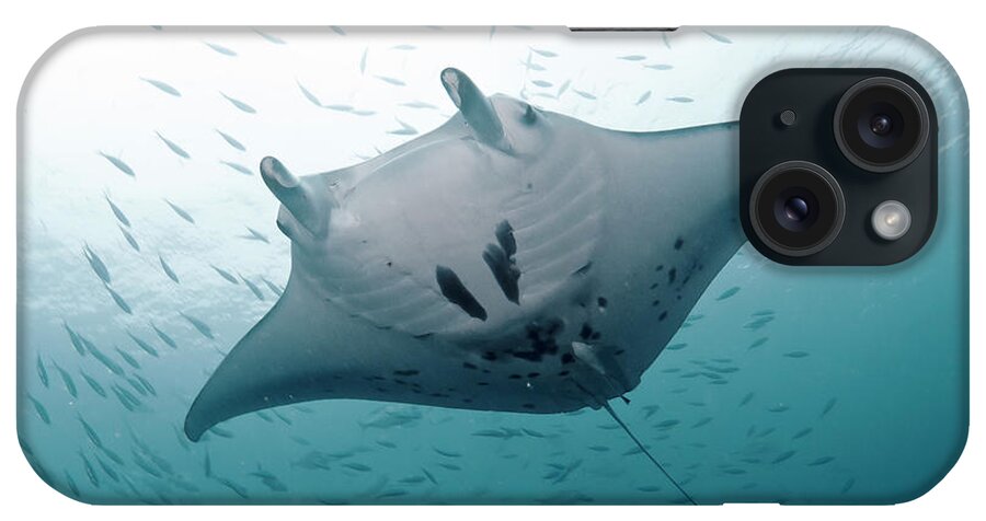 Animal Themes iPhone Case featuring the photograph Graceful Manta by Wendy A. Capili