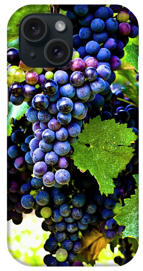 Saturated Color iPhone Case featuring the photograph Grapes On The Vine by Love life