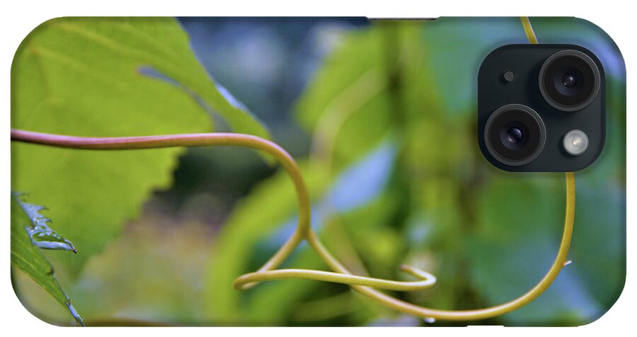 Vineyard iPhone Case featuring the photograph Graceful Curve of a Grapevine tendril by Leslie Struxness