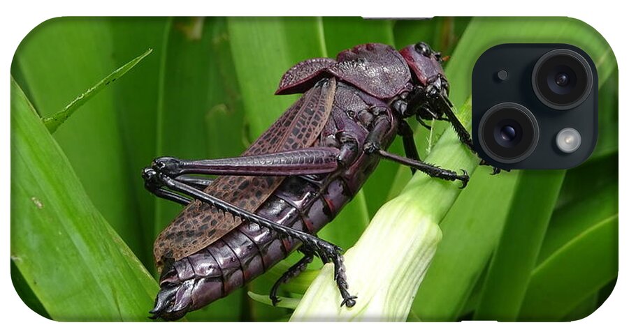  iPhone Case featuring the photograph Grasshopper by Stanley Vreedeveld