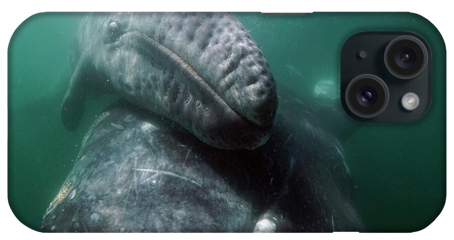 00568611 iPhone Case featuring the photograph Gray Whale Lifting Calf To Surface by Hiroya Minakuchi
