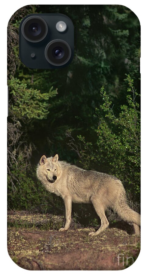Dave Welling iPhone Case featuring the photograph Gray Wolf Poses In Taiga Forest Canada by Dave Welling