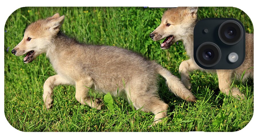 Grass iPhone Case featuring the photograph Gray Wolfs by Tier Und Naturfotografie J Und C Sohns