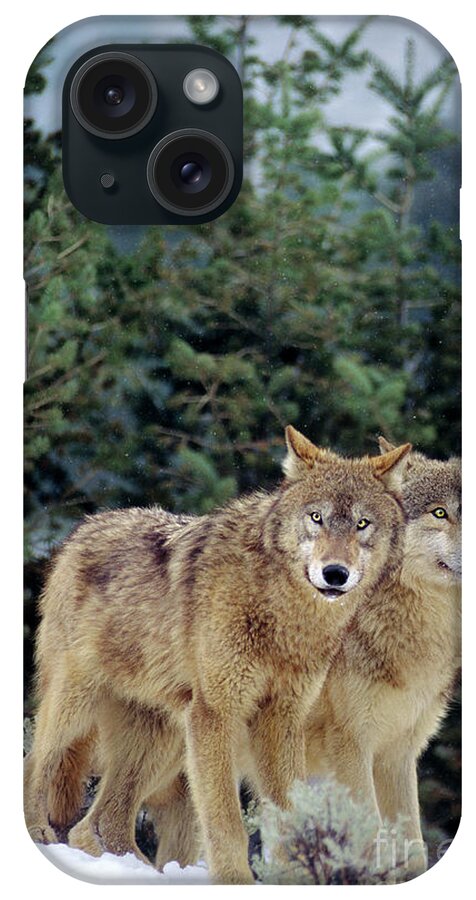 Dave Welling iPhone Case featuring the photograph Gray Wolves In A Montana Winter by Dave Welling