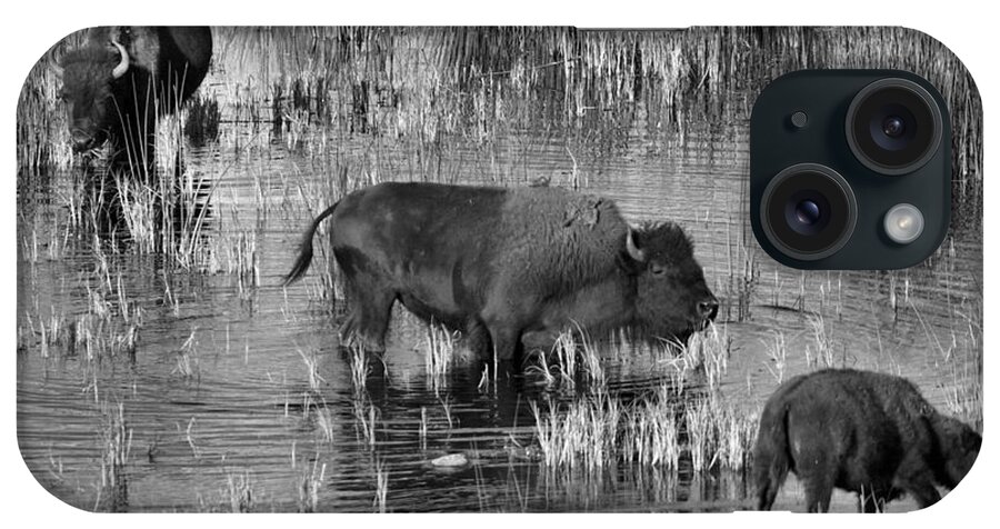 Bison iPhone Case featuring the photograph Grazing In The Slough Creek Marsh Black And White by Adam Jewell