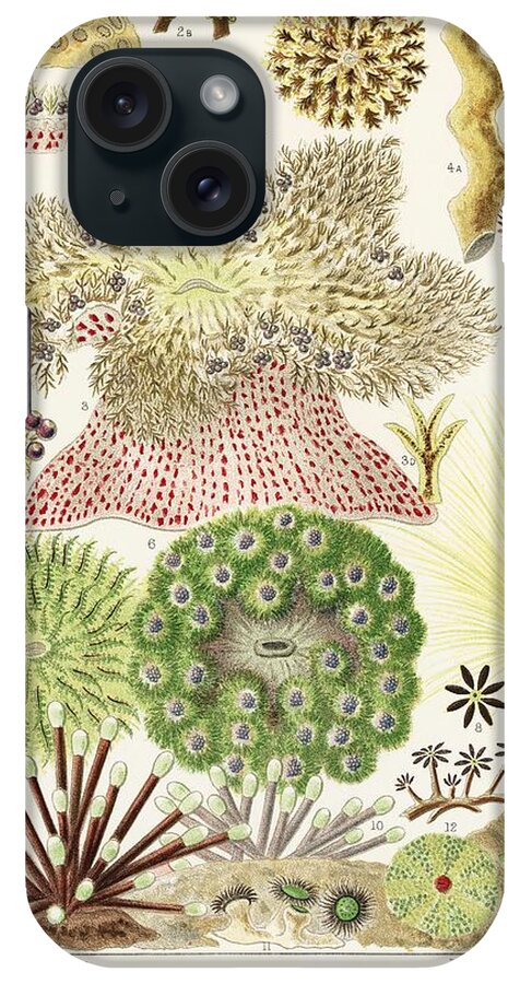 Reef iPhone Case featuring the painting Great Barrier Reef Anemones from The Great Barrier Reef of Australia 1893 by William Saville-Kent by Celestial Images