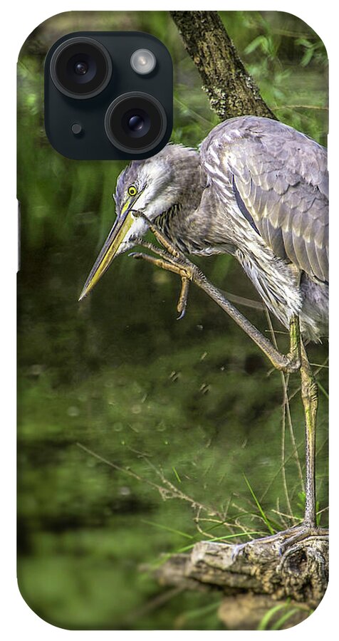 Birds iPhone Case featuring the photograph Great Blue Heron Itch by Donald Brown