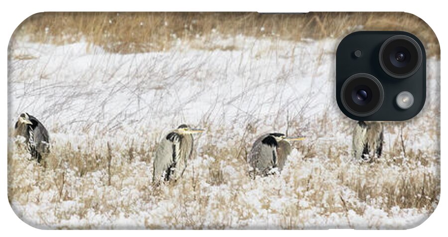 Heron Rookery iPhone Case featuring the photograph Great Blue Heron Rookery by Priscilla Burgers