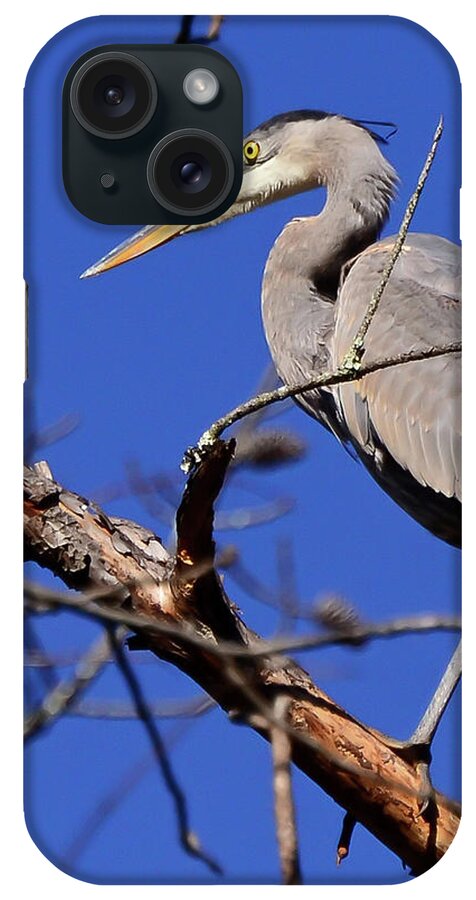 Great Blue Heron iPhone Case featuring the photograph Great Blue Heron Strikes A Pose by Kerri Farley