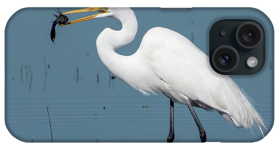 Great Egret iPhone Case featuring the photograph Great Egret with Fish by Ken Stampfer