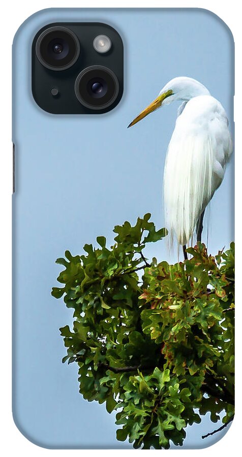 Egret iPhone Case featuring the photograph Great White Egret by David Wagenblatt