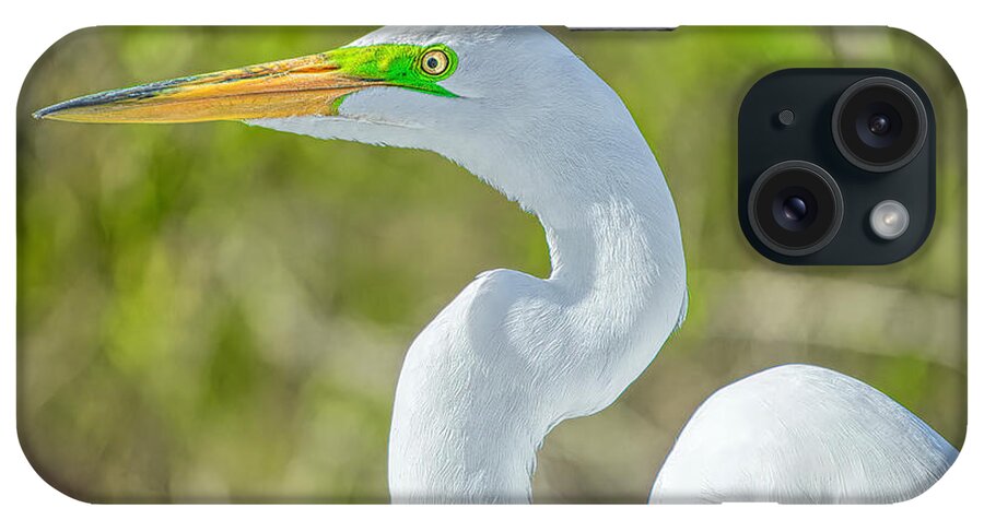 Great Egrets iPhone Case featuring the photograph Great White Egret Portrait by Judy Kay
