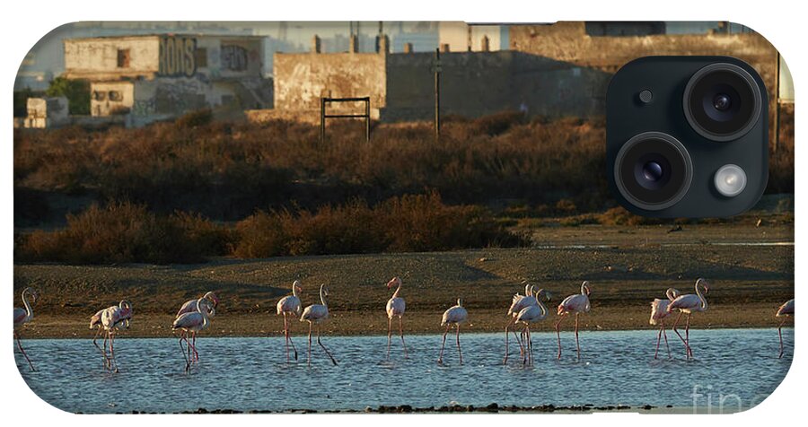 Flamingo iPhone Case featuring the photograph Greater Flamingo at Arillo River by Pablo Avanzini